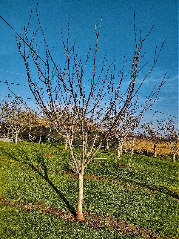 Toaletare pomi fructiferi Timisoara si localitatile limitrofe. - Imaginea 10