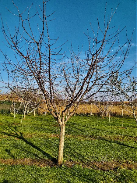 Toaletare pomi fructiferi Timisoara si localitatile limitrofe. - Imaginea 11