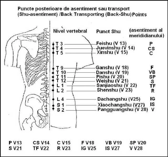 Aplicatorul pentru spinare acupunctural. - Imaginea 5