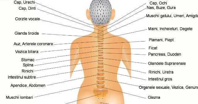 Aplicatorul pentru spinare acupunctural. - Imaginea 6