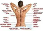 Aplicatorul pentru spinare acupunctural. - Miniatura 7