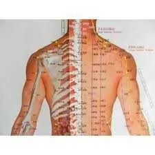 Aplicatorul pentru spinare acupunctural. - Imaginea 8