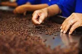 Fabrica de cafea Germania - Imaginea 1