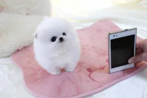 pomeranian mini