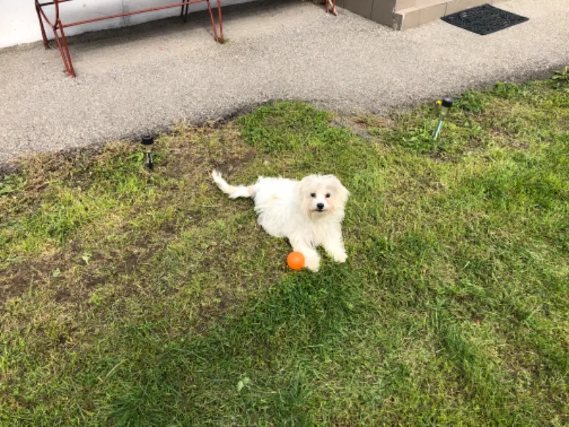 Donez Bichon Maltez 5 luni - Imaginea 1