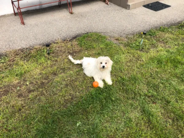Donez Bichon Maltez 5 luni - Imaginea 1