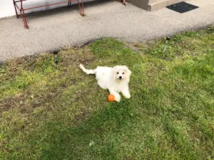 Donez Bichon Maltez 5 luni