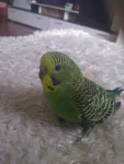 Perusi dragalasi - Miniatura 1