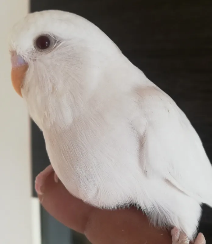 Perusi dragalasi - Imaginea 4