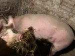 Vand porci - Miniatura 2