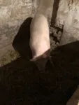 Vand porci - Miniatura 3