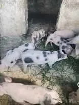 Vand purcei Petreni - Imaginea 1