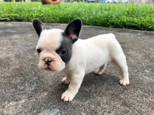 Catelusi draguti de buldog francez