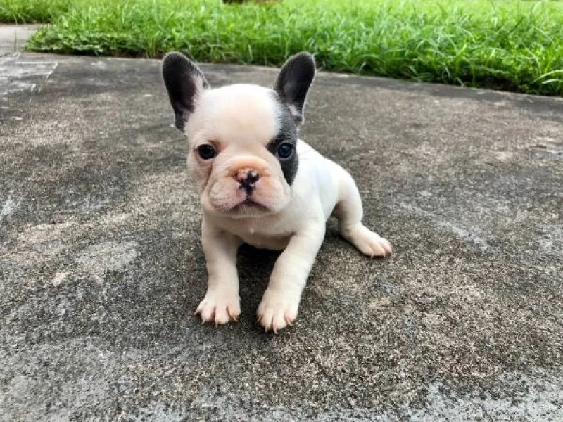 Catelusi draguti de buldog francez - Imaginea 2