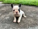 Catelusi draguti de buldog francez - Miniatura 2