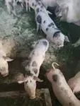 Vand purcei Petreni - Miniatura 3