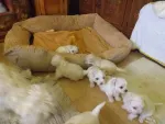 Vand pui bichon - Miniatura 1