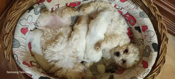 Vand pui bichon - Imaginea 2