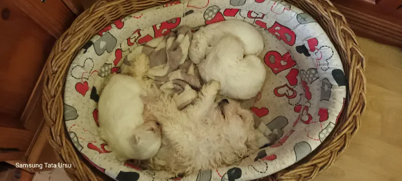 Vand pui bichon - Imaginea 3