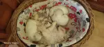 Vand pui bichon - Miniatura 3