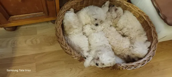 Vand pui bichon - Imaginea 4