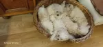 Vand pui bichon - Miniatura 4