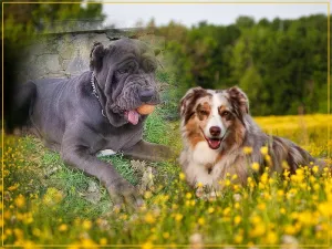 Pensiune canina, dresaj si socializare