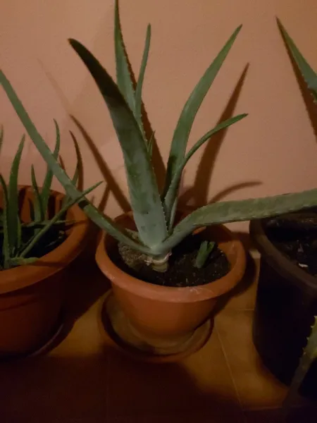 Vand aloe vera - Imaginea 1