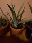 Vand aloe vera - Miniatura 1