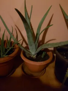 Vand aloe vera