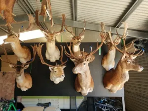 Avem tot felul de Taxidermie si piele de animale disponibile spre vanzare in magazinul nostru. .