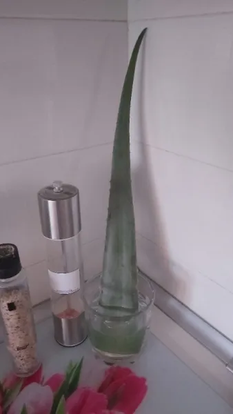 Vand aloe vera - Imaginea 2