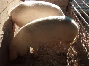 Vand porci