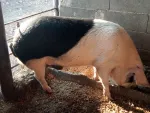 Vand porci - Miniatura 2
