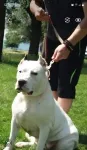 Dog argentinian de vanzare - Miniatura 2