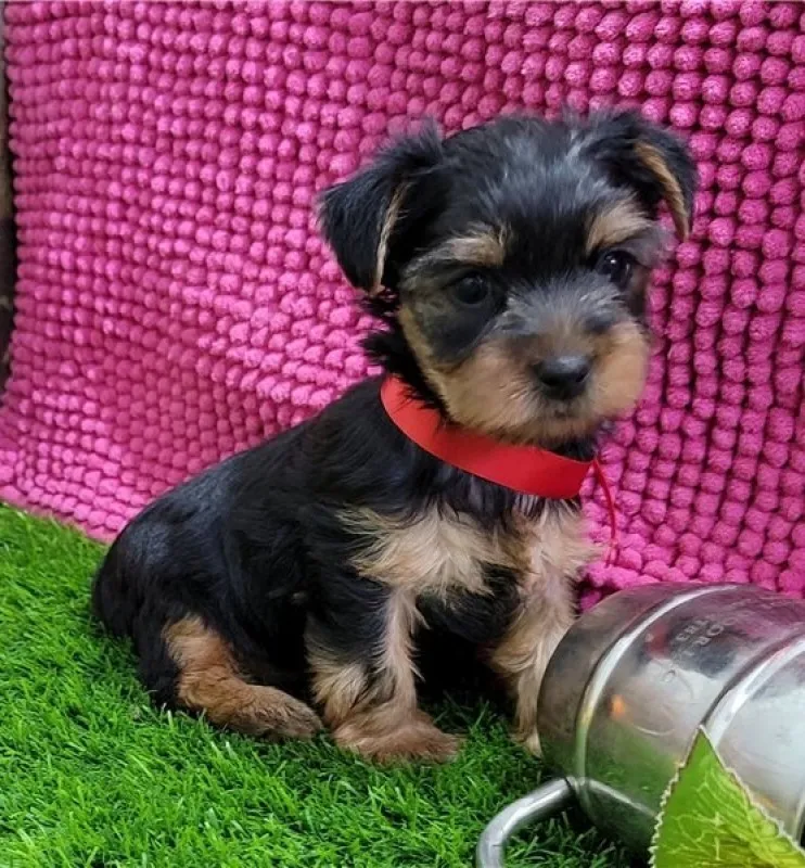 Catelusi draguti, masculi si femele Yorkie - Imaginea 1