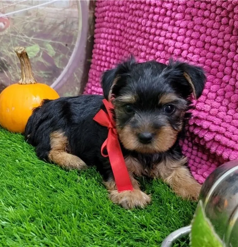 Catelusi draguti, masculi si femele Yorkie - Imaginea 2