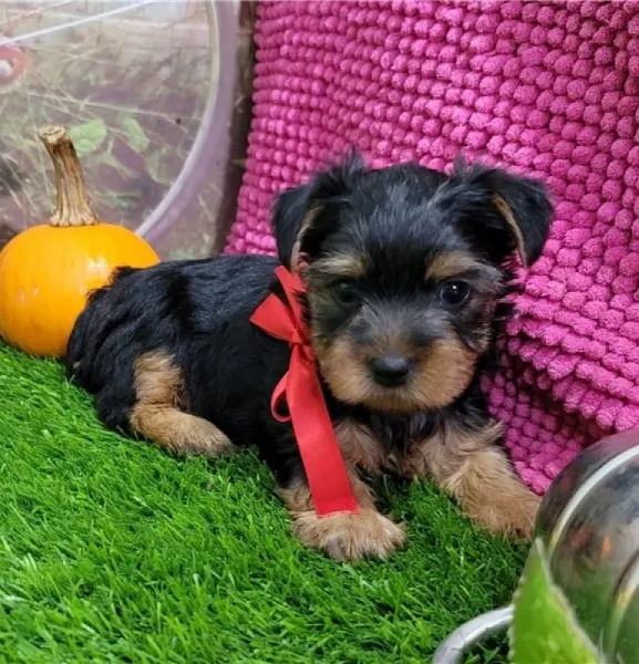 Catelusi draguti, masculi si femele Yorkie - Imaginea 2