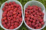 Zmeura butasi cayuga, rubin, polka - 50+ 50 gratis - Miniatura 8