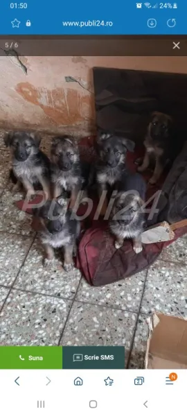 Caini Ciobanesc German pui - Imaginea 4