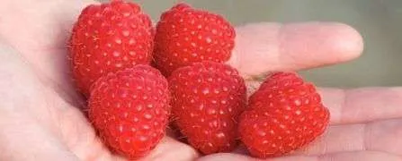 Zmeura butasi cayuga, rubin, polka - 50+ 50 gratis - Imaginea 10