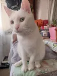 DONEZ PISICA - Miniatura 1