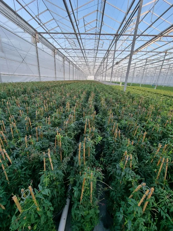 Muncitori in productia de plante / flori in sere - Olanda - august 2022 - Imaginea 1