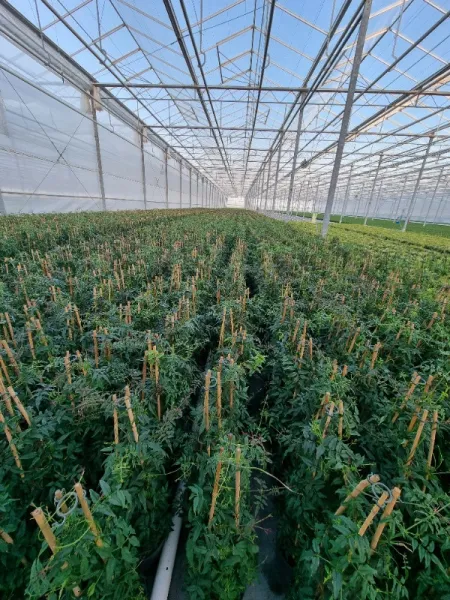 Muncitori in productia de plante / flori in sere - Olanda - august 2022 - Imaginea 1