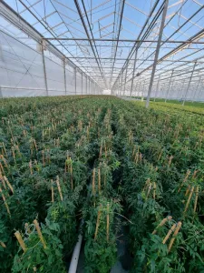 Muncitori in productia de plante / flori in sere - Olanda - august 2022