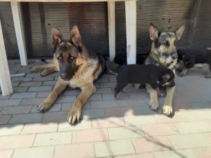 Catei ciobanesc german