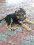 Catei ciobanesc german - Miniatura 3