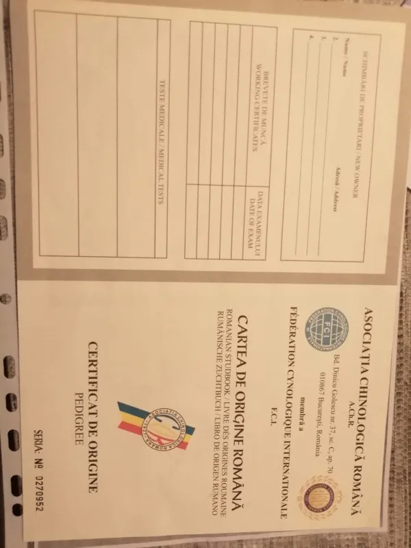 Catei ciobanesc german - Imaginea 7