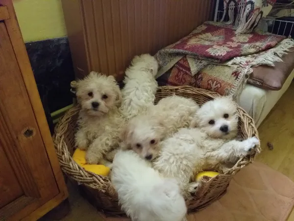 Pui bichon havanez - Imaginea 1
