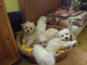 Pui bichon havanez